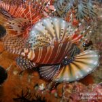 Philippine fun divers sea creatures 156